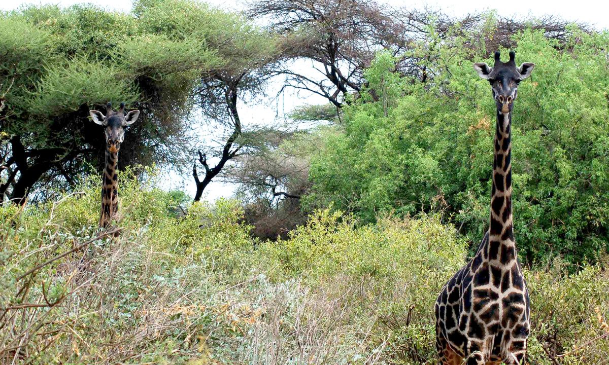 Tanzania Safari Lake Manyara Giraffes