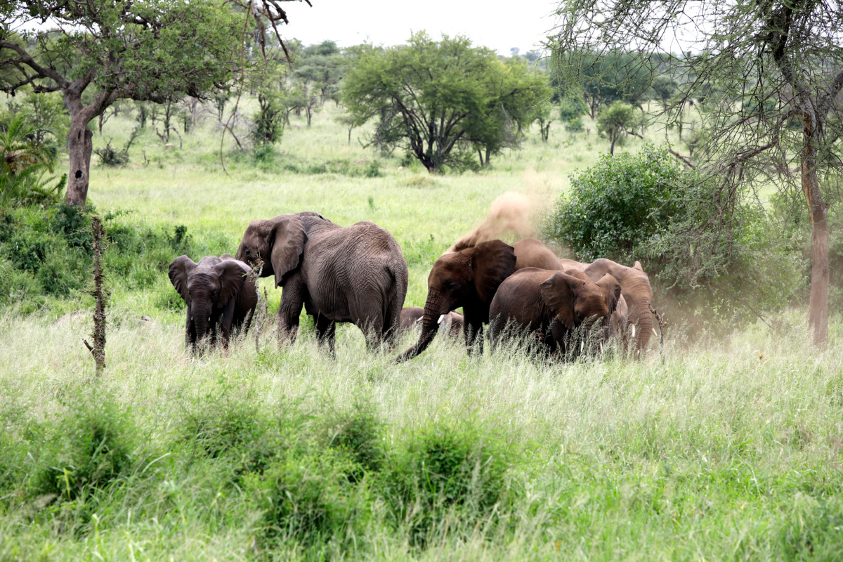 Serengeti elephants dust bath