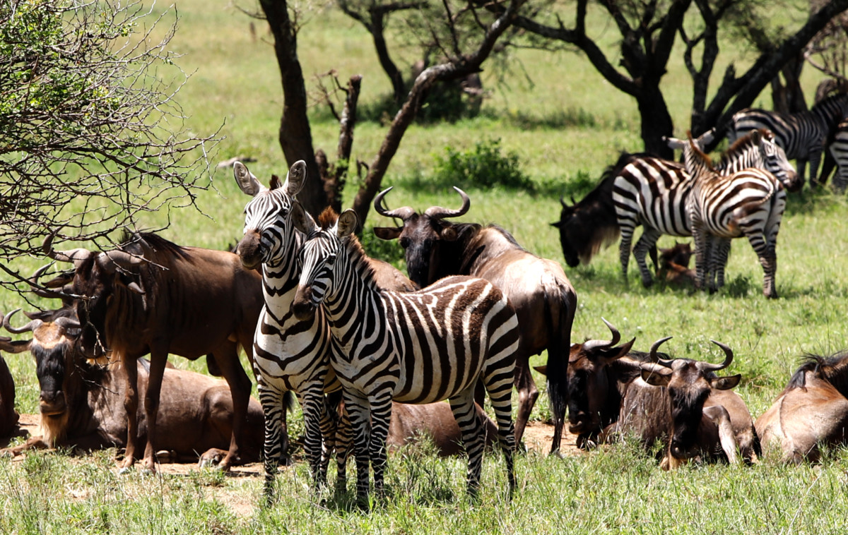 Tanzania Safari Serengeti Great Migration