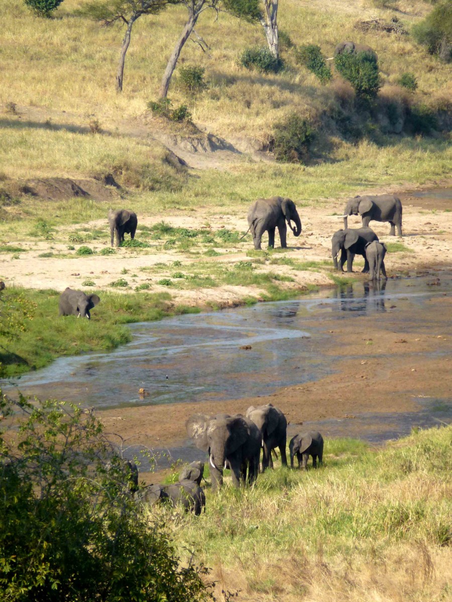 Tanzania Safari Tarangire Elephants